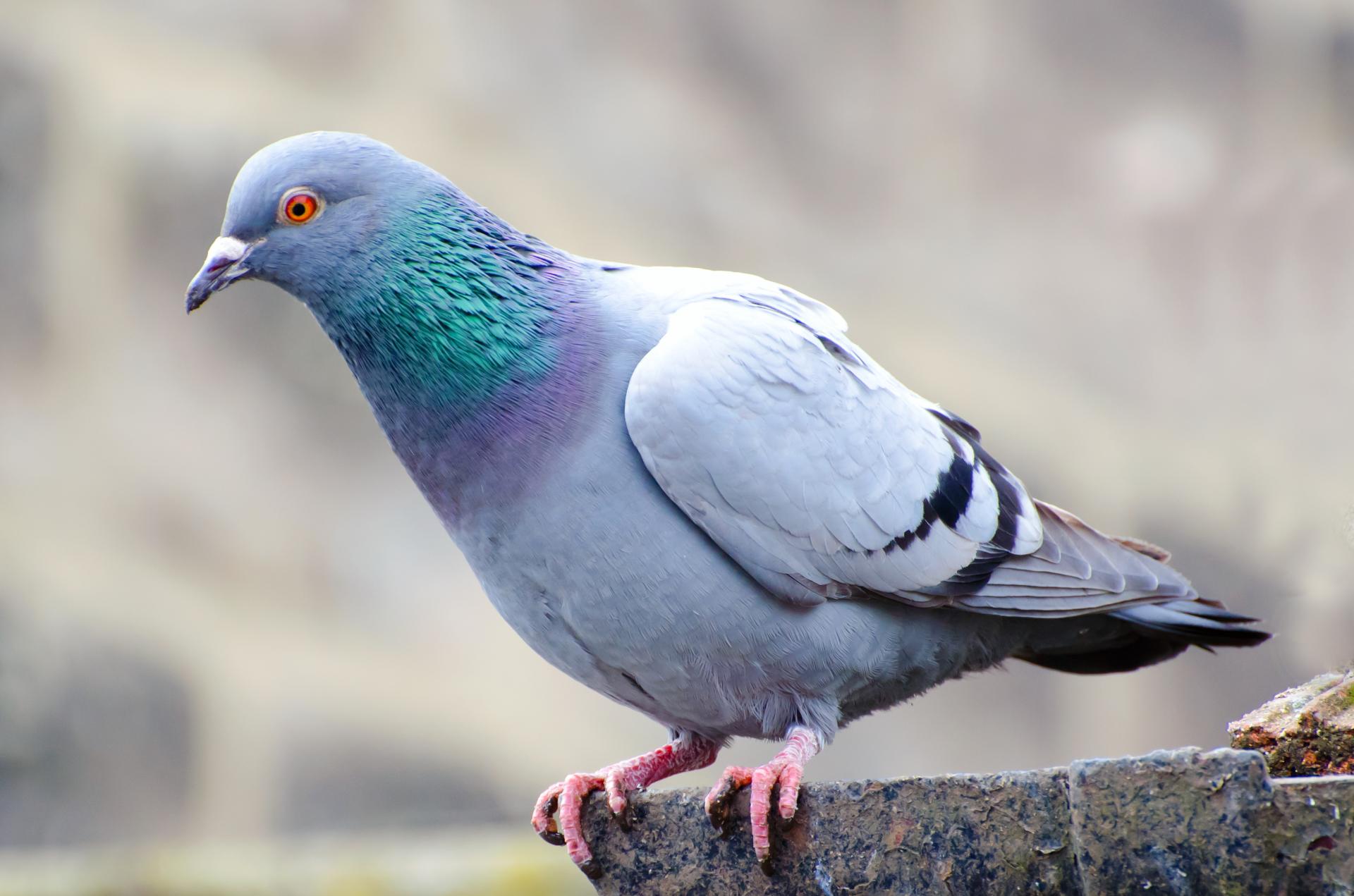 pigeon picture